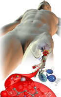 Insigneo virtual human