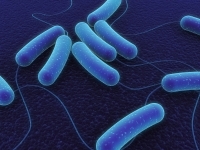 e-coli graphic