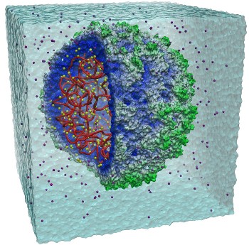 Computer-simulated visualization of the satellite tobacco mosaic virus.  Credit: University of Illinois/NCSA.