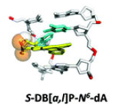 carcinogen-DNA bonding model