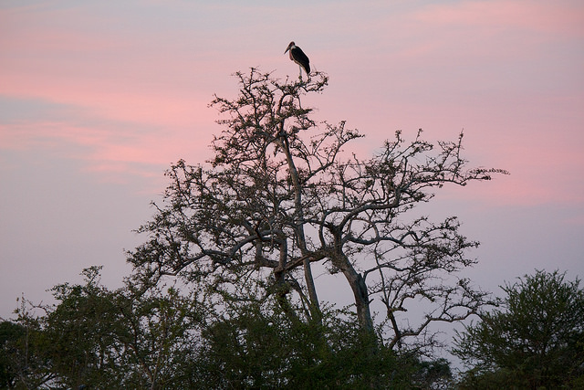 Africa CHPC 2014 tree-bird