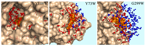 Total water molecules within 10 Å to the tryptophan indole ring, separated 5 Å (red) and 5–10 Å (blue) to the protein surface from the buried, to partially buried, and finally to exposed positions from a snapshot of MD simulations.