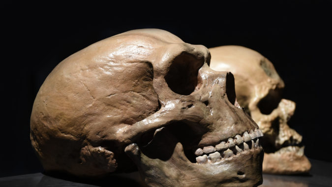 Dutch Neanderthal's Face Revealed