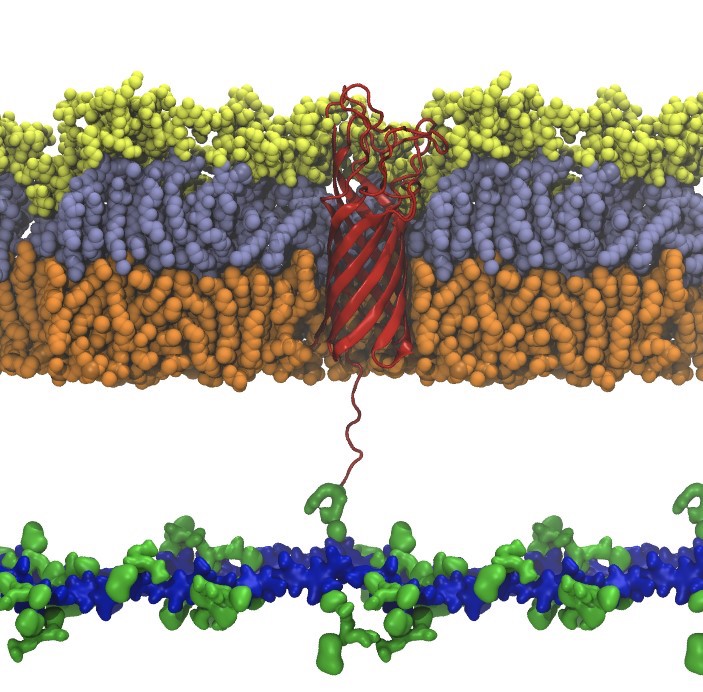 ORNL Scientists Model Disease-causing Cell Structures Using HPC